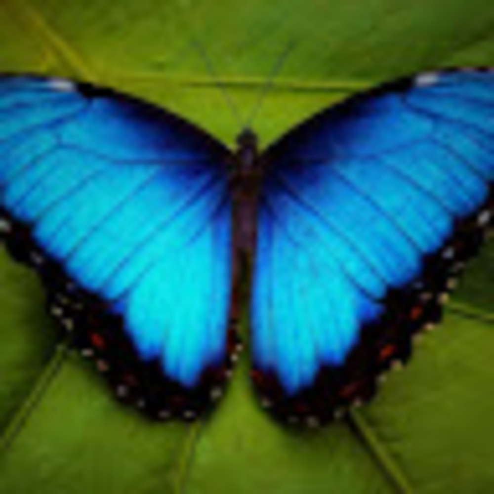 Meet your Posher, Bluemorphohelena
